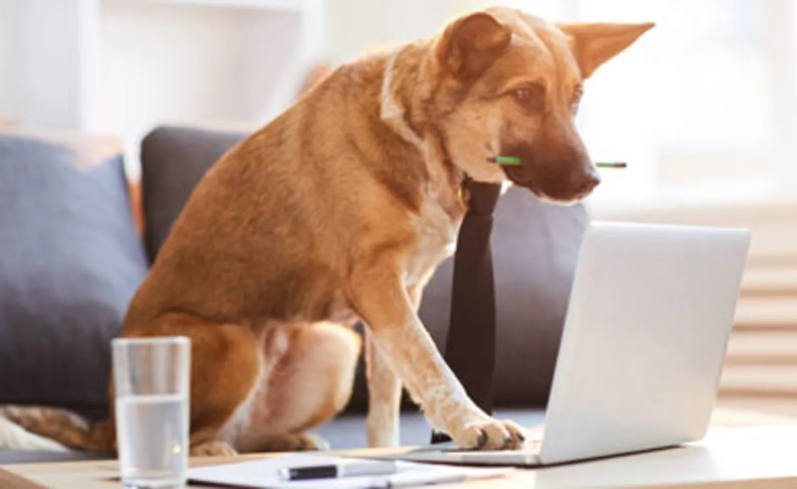 Virtual Training with dog by computer